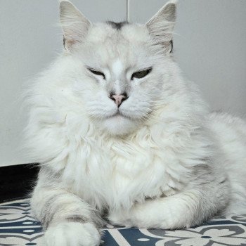chat Maine coon black silver shaded & blanc ULIGHT Elevage de maine coon L'Or sauvage chat Maine coon black silver shaded & blanc ULIGHT Elevage de maine coon L'Or sauvage