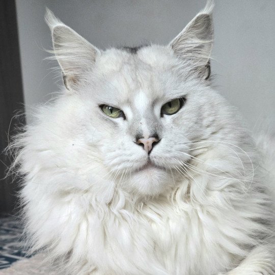 ULIGHT DE L'OR SAUVAGE Mâle Maine coon