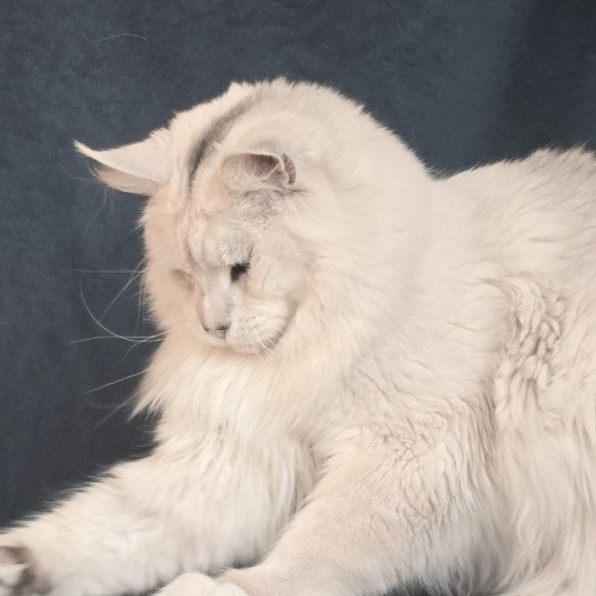 chat Maine coon ULIGHT Elevage de maine coon L'Or sauvage