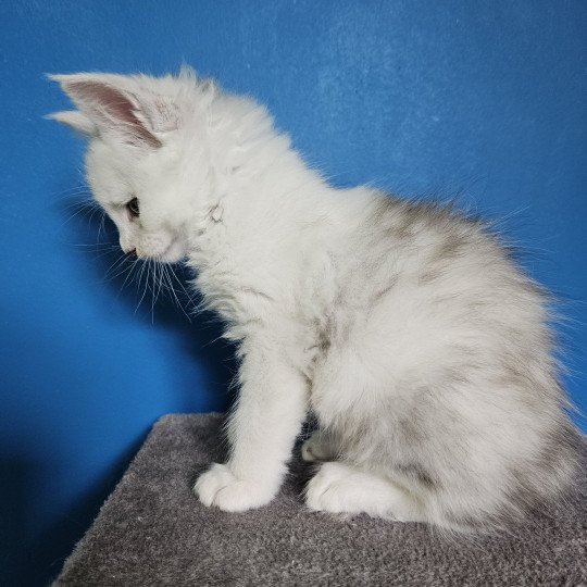 chaton Maine coon black silver shell & blanc Maine Coon de L'Or sauvage