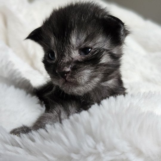 chaton Maine coon black smoke Maine Coon de L'Or sauvage