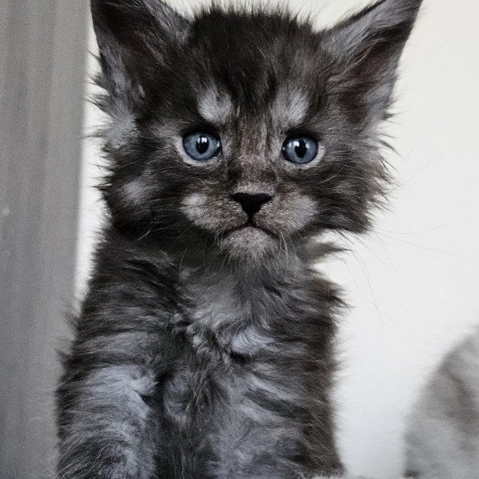 chaton Maine coon black smoke Yoda Maine Coon de L'Or sauvage