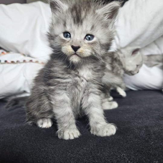 chaton Maine coon black smoke Maine Coon de L'Or sauvage