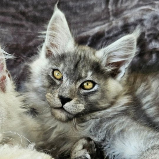 chaton Maine coon black smoke & blanc Yumi Maine Coon de L'Or sauvage