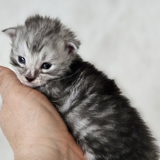 chaton Maine coon black silver mackerel tabby Maine Coon de L'Or sauvage
