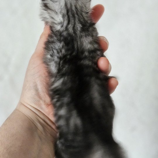 chaton Maine coon black silver mackerel tabby Maine Coon de L'Or sauvage