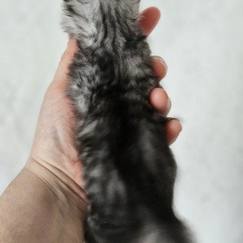 chaton Maine coon black silver mackerel tabby Maine Coon de L'Or sauvage