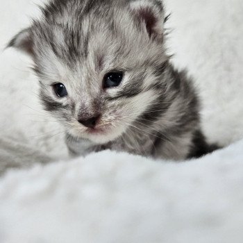 chaton Maine coon black silver mackerel tabby Maine Coon de L'Or sauvage