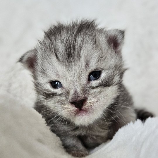 chaton Maine coon black silver mackerel tabby Maine Coon de L'Or sauvage