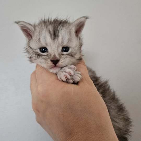 chaton Maine coon black silver mackerel tabby Maine Coon de L'Or sauvage