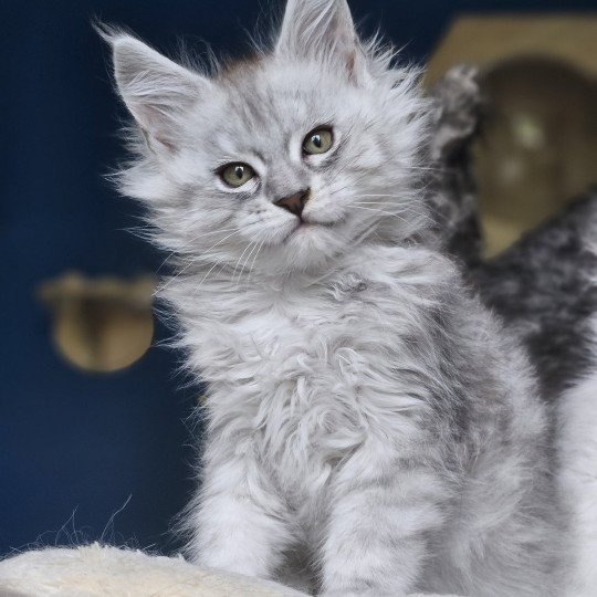 chaton Maine coon black silver mackerel tabby Zeus Maine Coon de L'Or sauvage