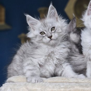 chaton Maine coon black silver mackerel tabby Zeus Maine Coon de L'Or sauvage
