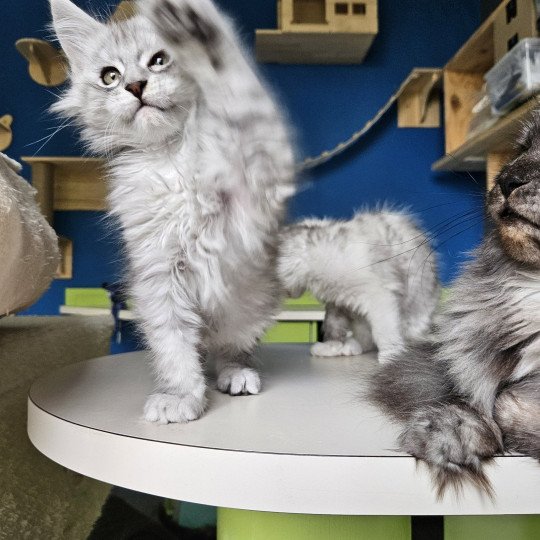 chaton Maine coon black silver mackerel tabby Zeus Maine Coon de L'Or sauvage