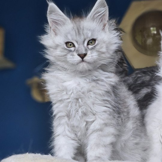 chaton Maine coon black silver mackerel tabby Zeus Maine Coon de L'Or sauvage