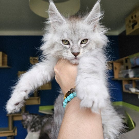 chaton Maine coon black silver mackerel tabby Zeus Maine Coon de L'Or sauvage