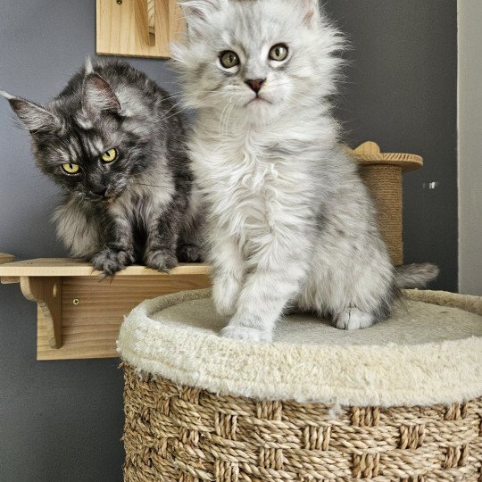 chaton Maine coon black silver mackerel tabby Zeus Maine Coon de L'Or sauvage