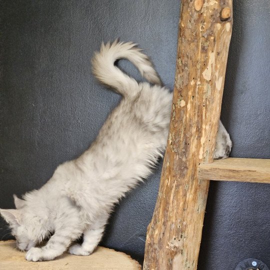 chaton Maine coon black silver mackerel tabby Zeus Maine Coon de L'Or sauvage