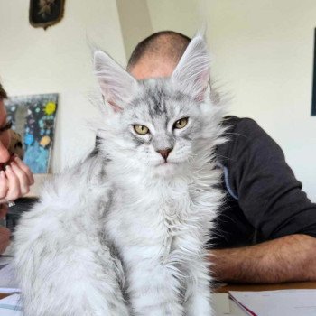 chaton Maine coon black silver mackerel tabby Zeus Maine Coon de L'Or sauvage