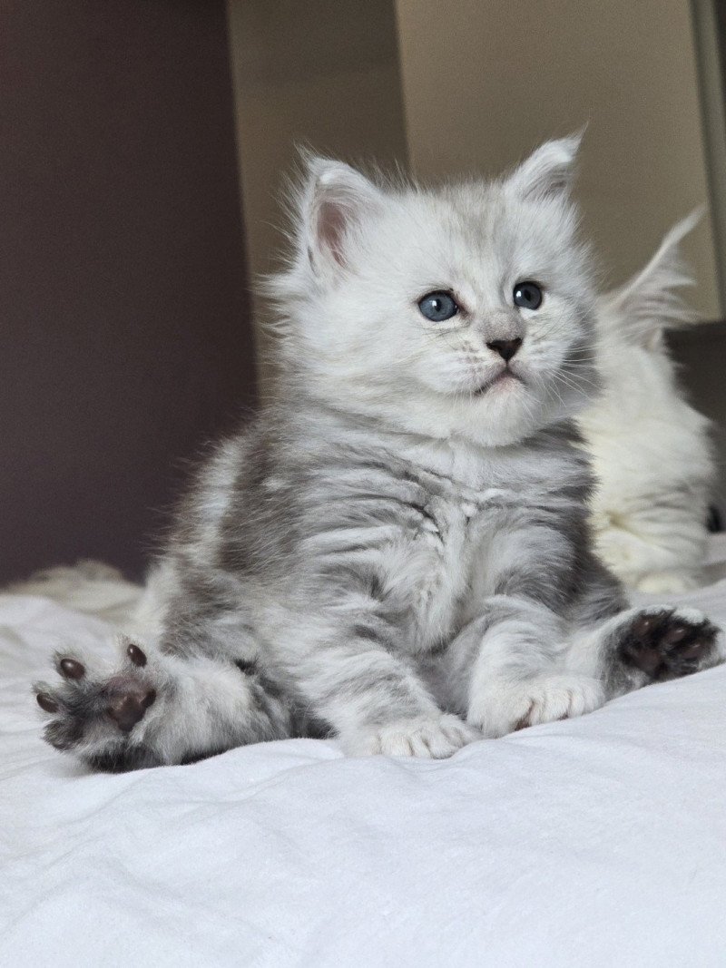 WILKIE DE L'OR SAUVAGE Femelle Maine coon