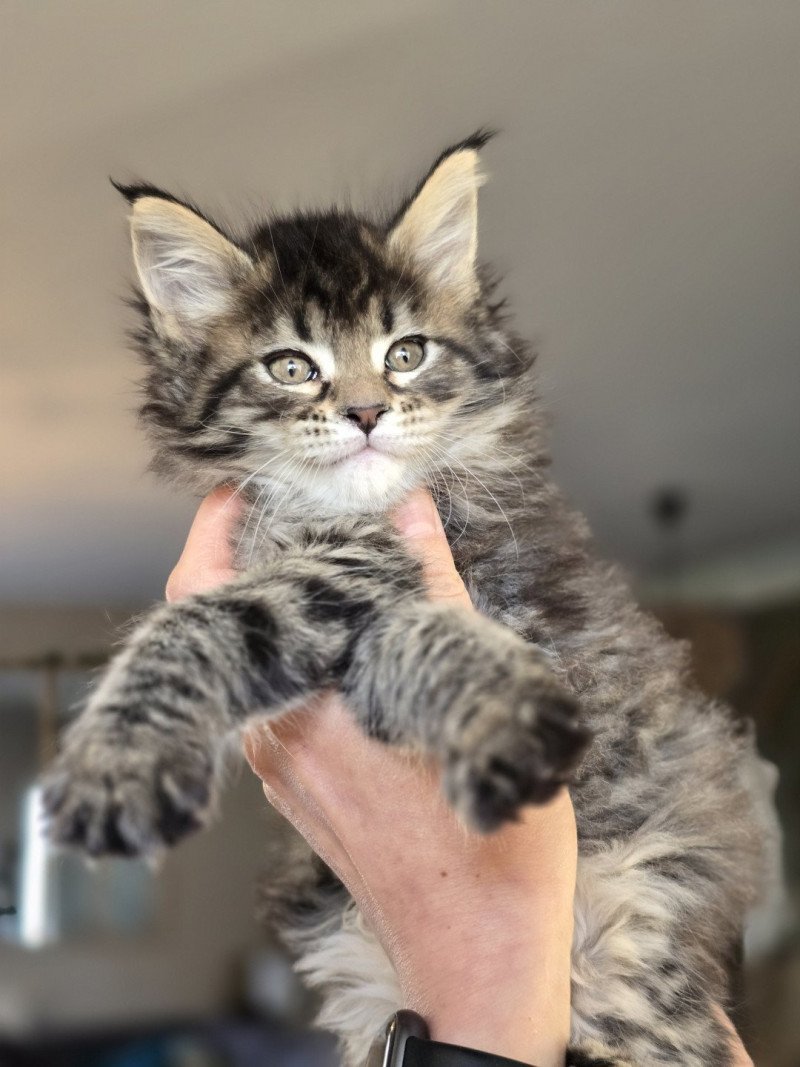 YSADORA DE L'OR SAUVAGE Femelle Maine coon