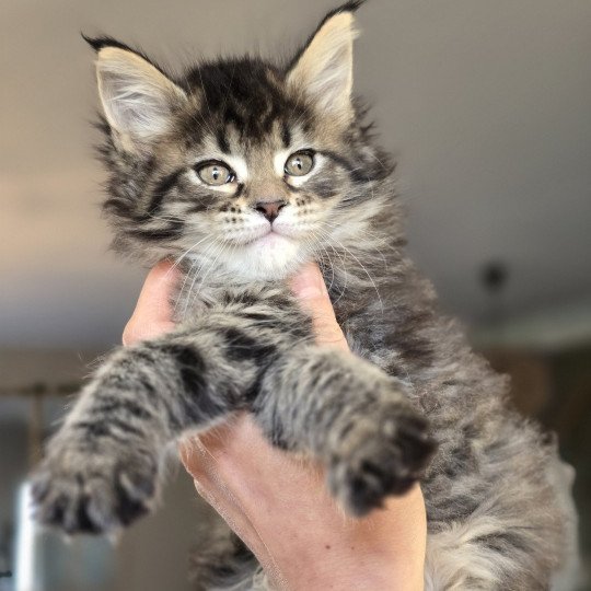 chaton Maine coon black silver mackerel tabby & blanc YSADORA Elevage de maine coon L'Or sauvage