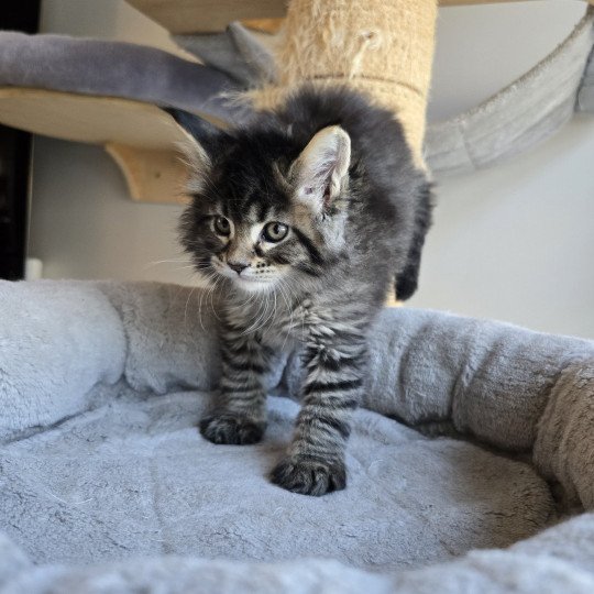 chaton Maine coon black silver mackerel tabby & blanc YSADORA Elevage de maine coon L'Or sauvage