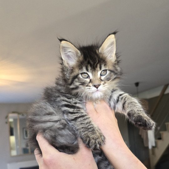 chaton Maine coon black silver mackerel tabby & blanc YSADORA Elevage de maine coon L'Or sauvage