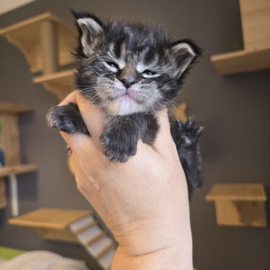chaton Maine coon black silver mackerel tabby ZORINA Elevage de maine coon L'Or sauvage