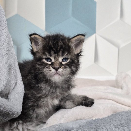 chaton Maine coon black silver mackerel tabby ZORINA Elevage de maine coon L'Or sauvage
