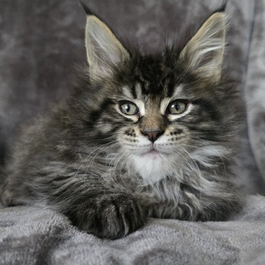 chaton Maine coon black silver mackerel tabby ZORINA Elevage de maine coon L'Or sauvage