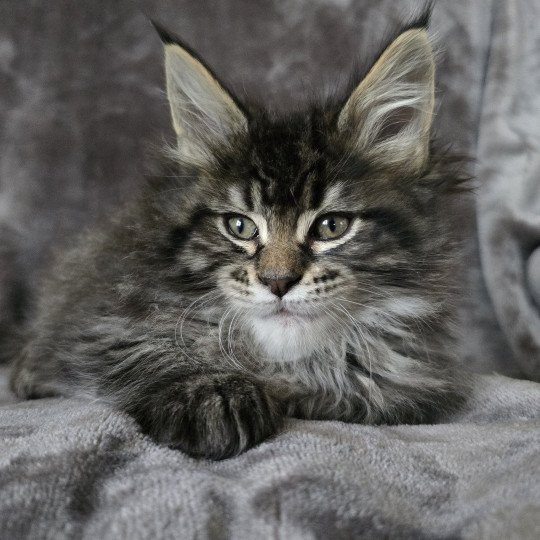 chaton Maine coon black silver mackerel tabby ZORINA Elevage de maine coon L'Or sauvage