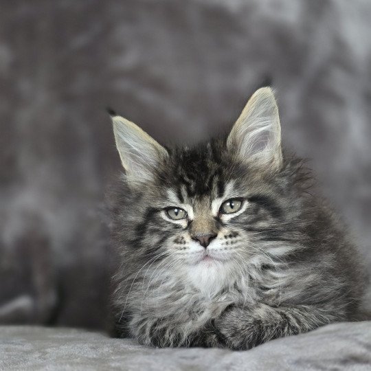 chaton Maine coon black silver mackerel tabby ZORINA Elevage de maine coon L'Or sauvage
