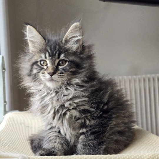 chaton Maine coon black silver mackerel tabby ZORINA Elevage de maine coon L'Or sauvage