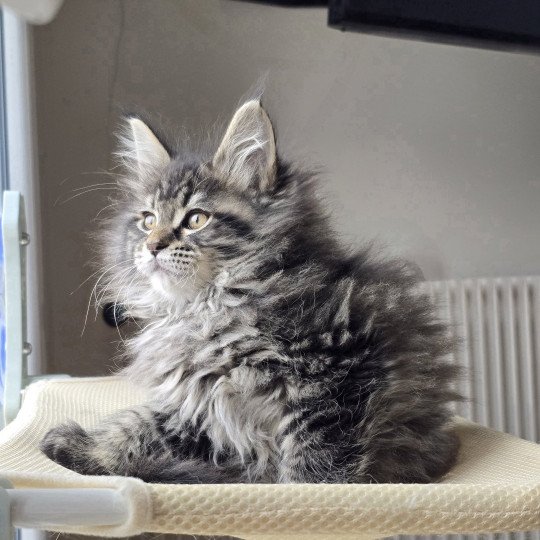 chaton Maine coon black silver mackerel tabby ZORINA Elevage de maine coon L'Or sauvage