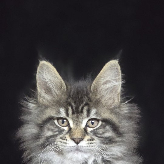 chaton Maine coon black silver mackerel tabby ZORINA Elevage de maine coon L'Or sauvage