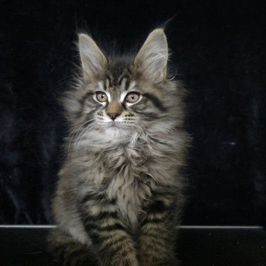 chaton Maine coon black silver mackerel tabby ZORINA Elevage de maine coon L'Or sauvage