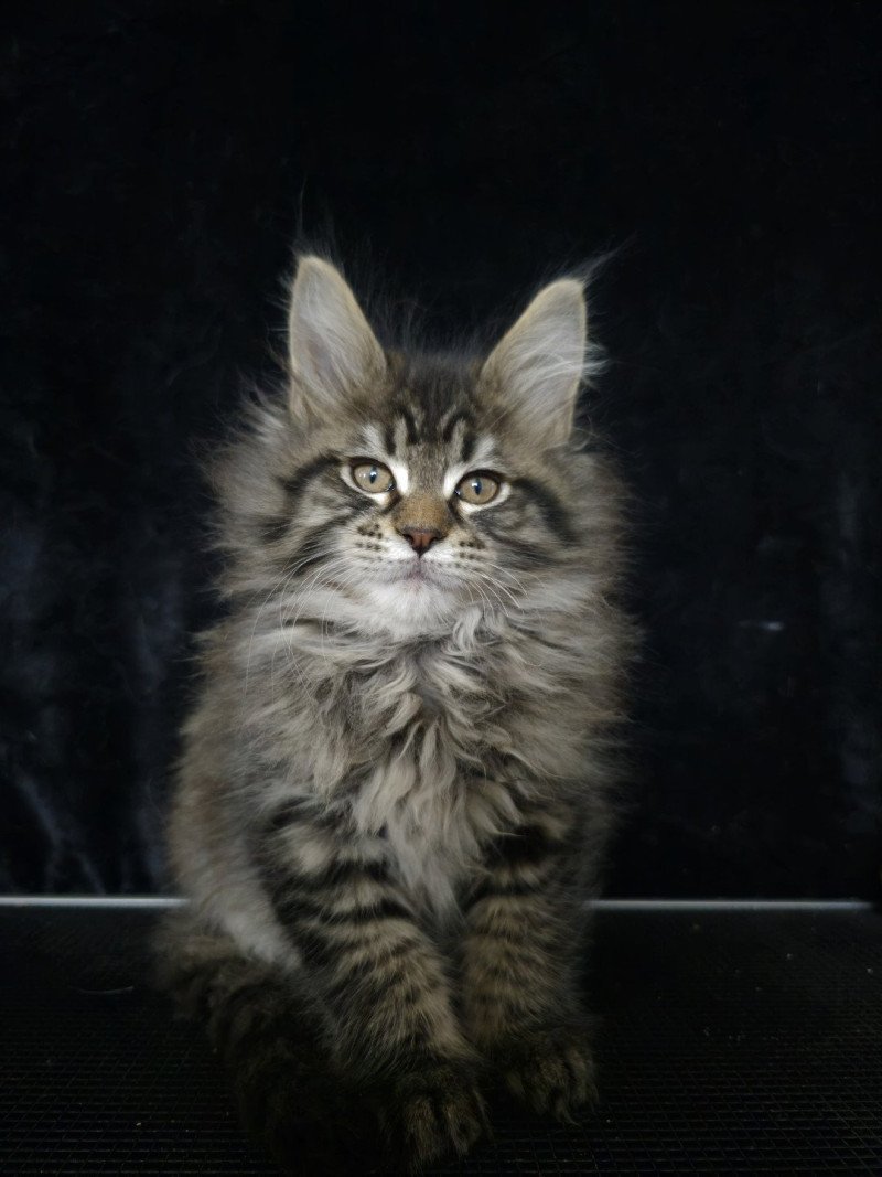 ZORINA DE L'OR SAUVAGE Femelle Maine coon
