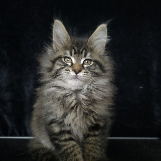 ZORINA DE L'OR SAUVAGE Femelle Maine coon