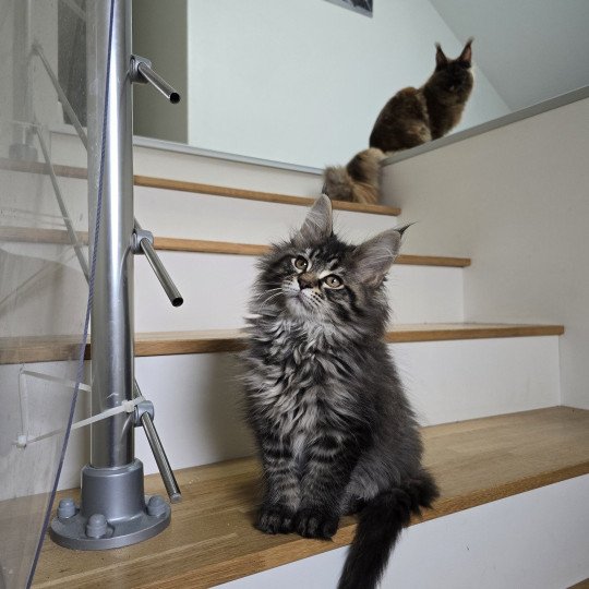 chaton Maine coon black silver mackerel tabby ZORINA Elevage de maine coon L'Or sauvage