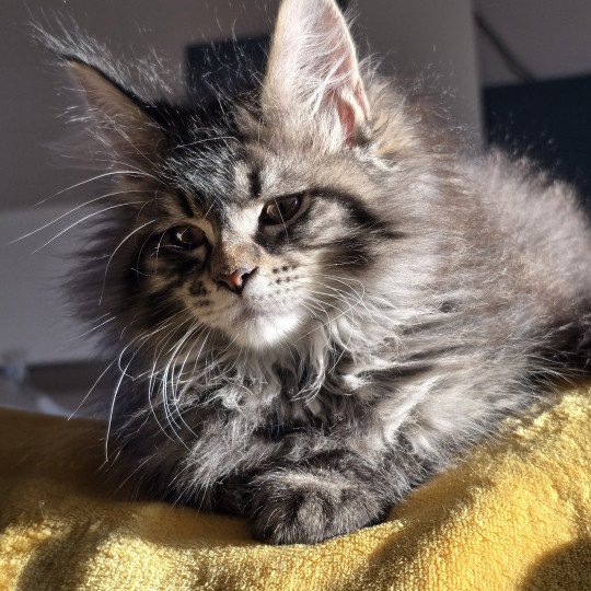 chaton Maine coon black silver mackerel tabby ZORINA Elevage de maine coon L'Or sauvage