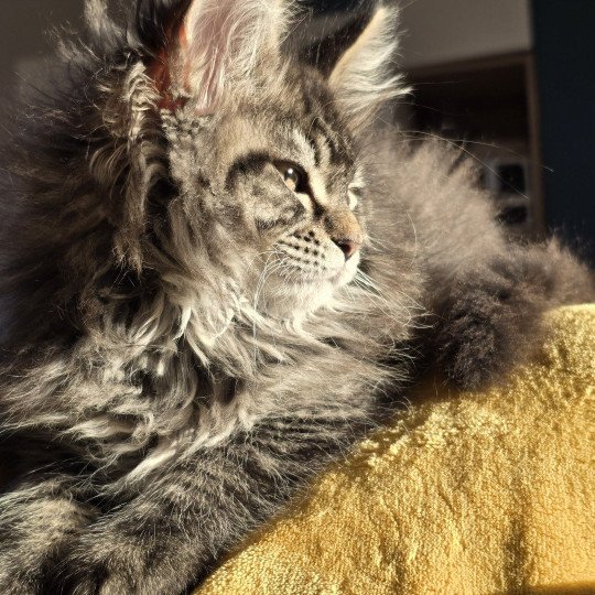 chaton Maine coon black silver mackerel tabby ZORINA Elevage de maine coon L'Or sauvage