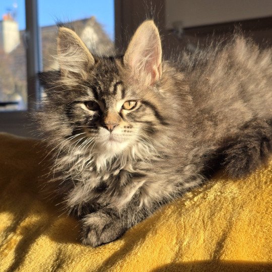chaton Maine coon black silver mackerel tabby ZORINA Elevage de maine coon L'Or sauvage