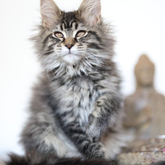 chaton Maine coon black silver mackerel tabby ZORINA Elevage de maine coon L'Or sauvage