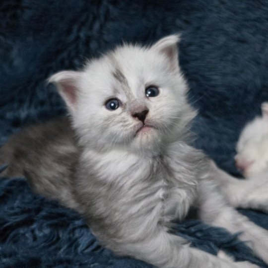 chaton Maine coon black silver shaded Elevage de maine coon L'Or sauvage