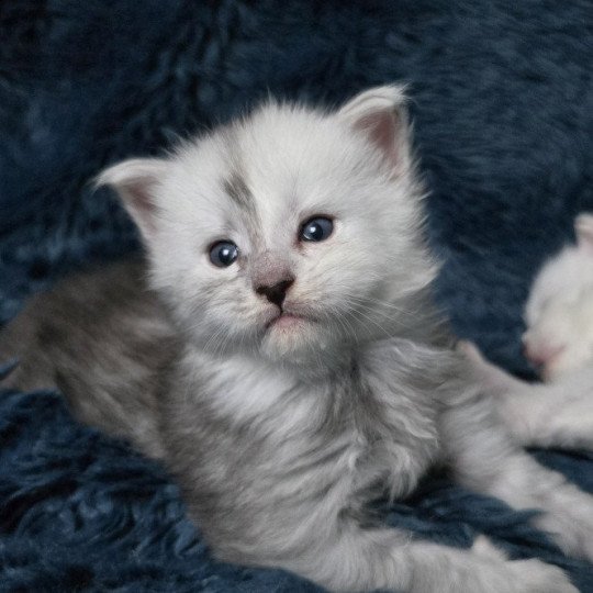 chaton Maine coon black silver shaded Elevage de maine coon L'Or sauvage