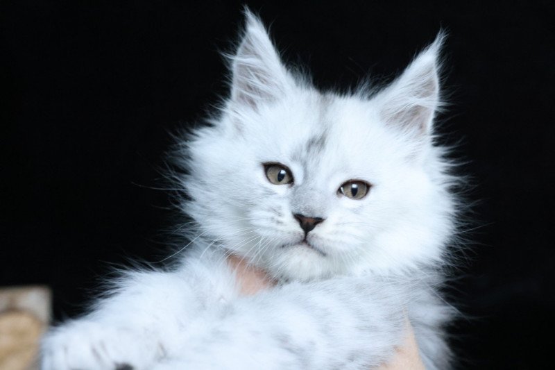 XÉRUS DE L'OR SAUVAGE Mâle Maine coon