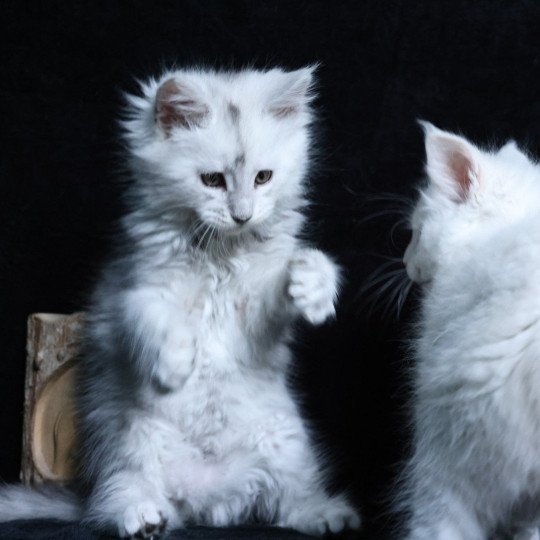 chaton Maine coon black silver shaded XÉRUS Elevage de maine coon L'Or sauvage