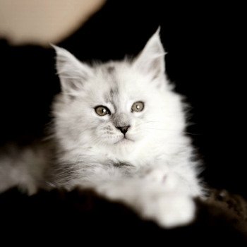 chaton Maine coon black silver shaded XÉRUS Elevage de maine coon L'Or sauvage chaton Maine coon black silver shaded XÉRUS Elevage de maine coon L'Or sauvage