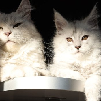 chaton Maine coon black silver shaded XÉRUS Elevage de maine coon L'Or sauvage chaton Maine coon black silver shaded XÉRUS Elevage de maine coon L'Or sauvage