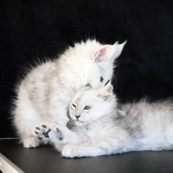 chaton Maine coon black silver shaded XÉRUS Elevage de maine coon L'Or sauvage chaton Maine coon black silver shaded XÉRUS Elevage de maine coon L'Or sauvage